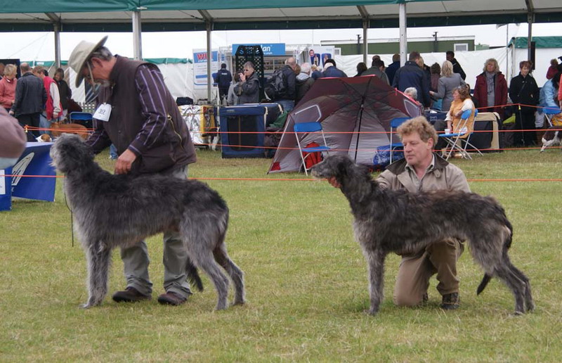 Best of Breed Blackpool 2011